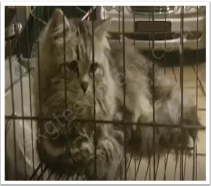 波斯猫的肠胃问题解决了